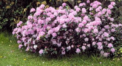 Rhododendron en buisson